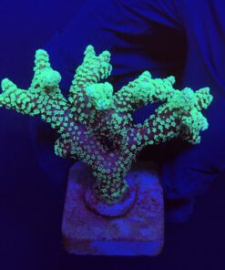 Seriatopora Caliendrum Mini Colônia