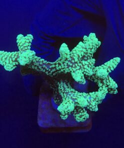 Seriatopora Caliendrum Mini Colônia