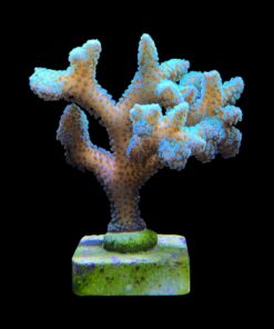 Alternative view of Seriatopora Caliendrum Mini Colônia