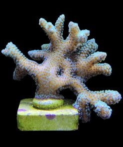Alternative view of Seriatopora Caliendrum Mini Colônia