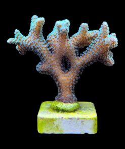 Alternative view of Seriatopora Caliendrum Mini Colônia