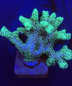 Seriatopora Caliendrum Mini Colônia