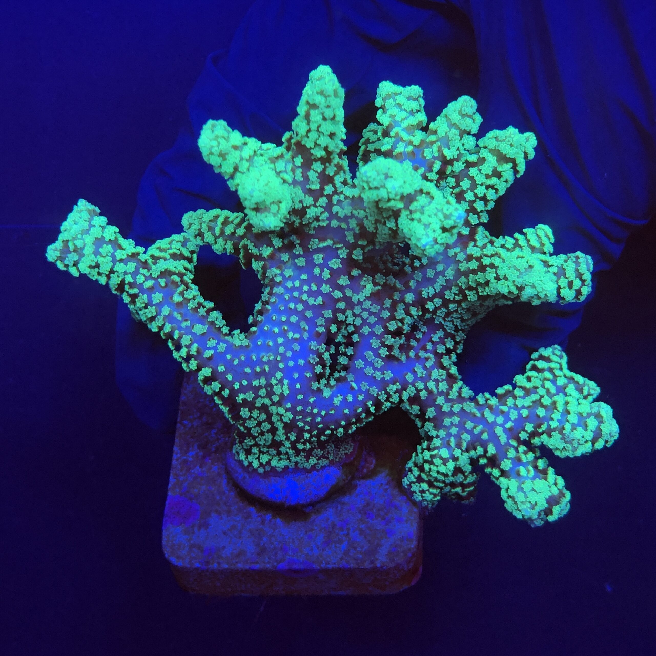 Seriatopora Caliendrum Mini Colônia