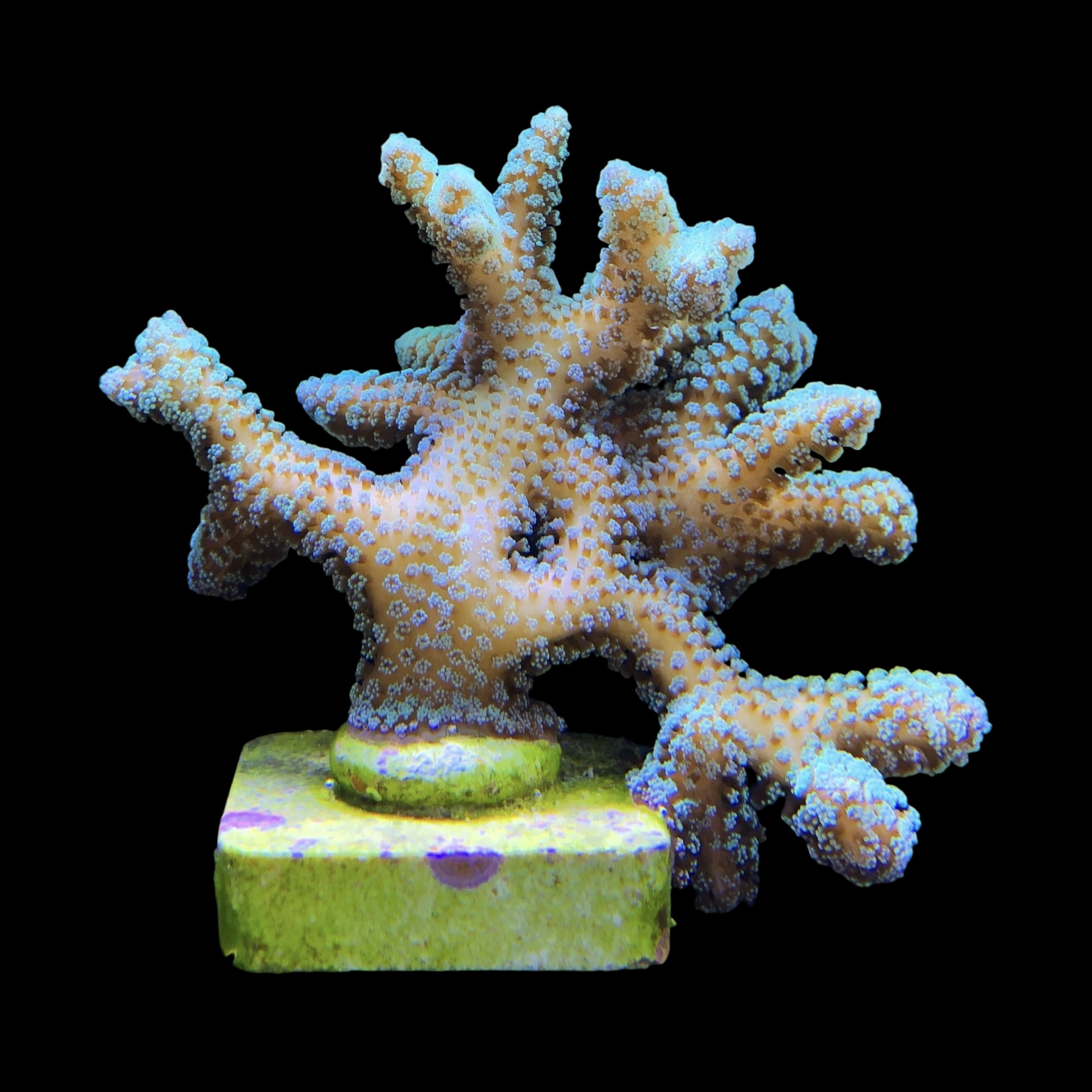 Seriatopora Caliendrum Mini Colônia - Imagem 2