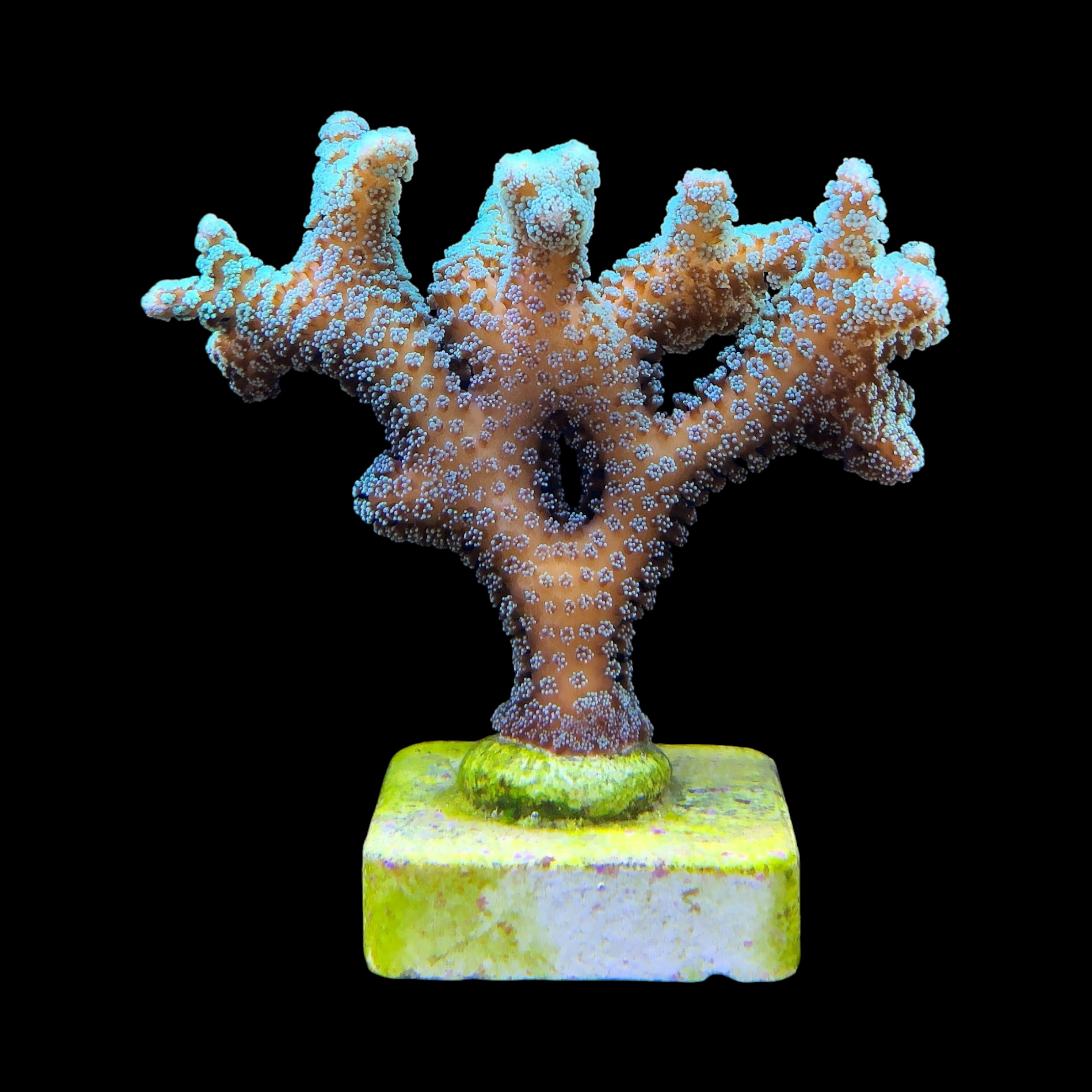 Seriatopora Caliendrum Mini Colônia - Imagem 2