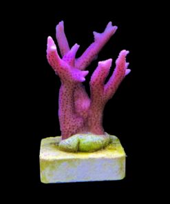 Seriatopora Hot Pink M