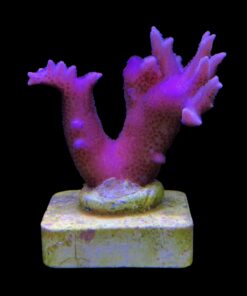 Seriatopora Hot Pink M