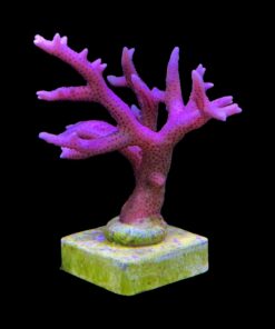 Seriatopora Hot Pink G