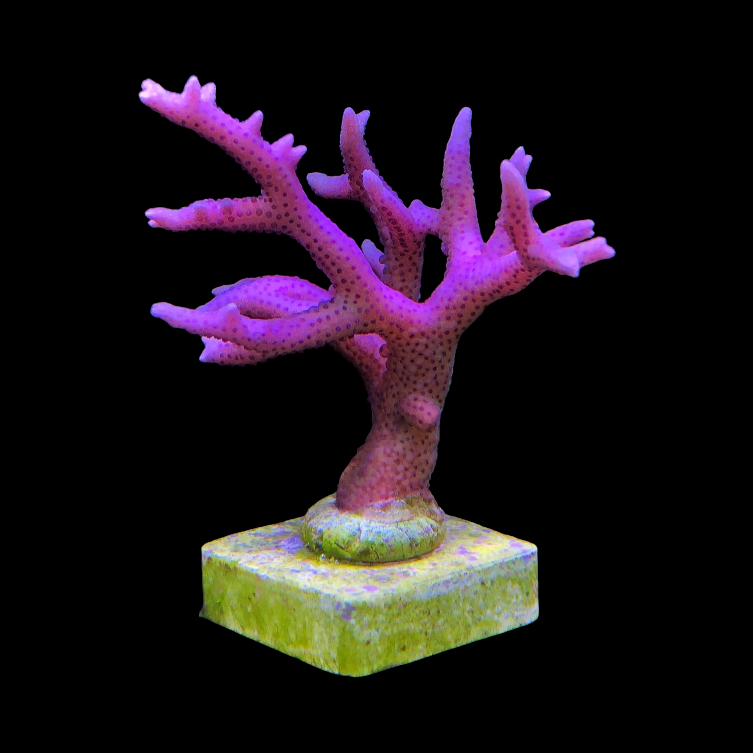 Seriatopora Hot Pink G