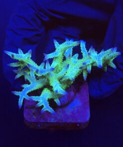 Seriatopora Ponape M