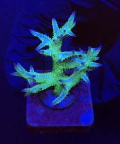 Seriatopora Ponape M