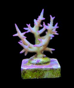 Alternative view of Seriatopora Ponape M