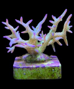 Alternative view of Seriatopora Ponape M