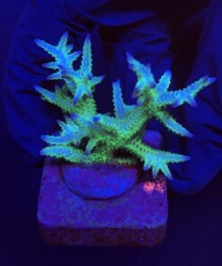 Seriatopora Ponape M