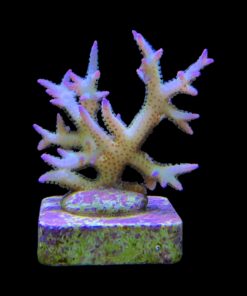 Alternative view of Seriatopora Ponape M