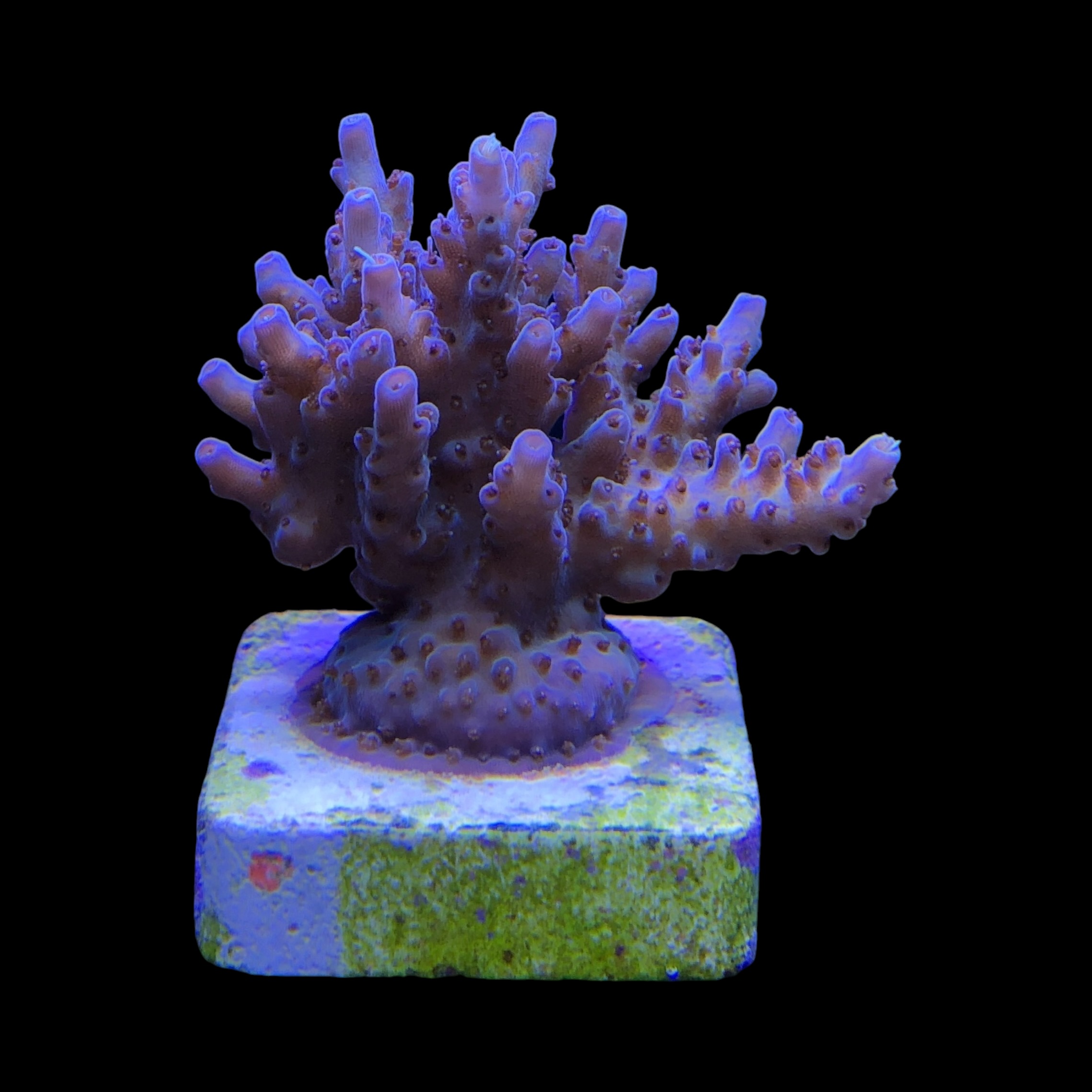 Shortcake Purple Yellow Tips G - Imagem 2