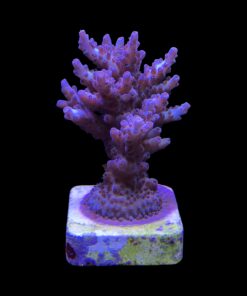 Alternative view of Shortcake Purple Yellow Tips M