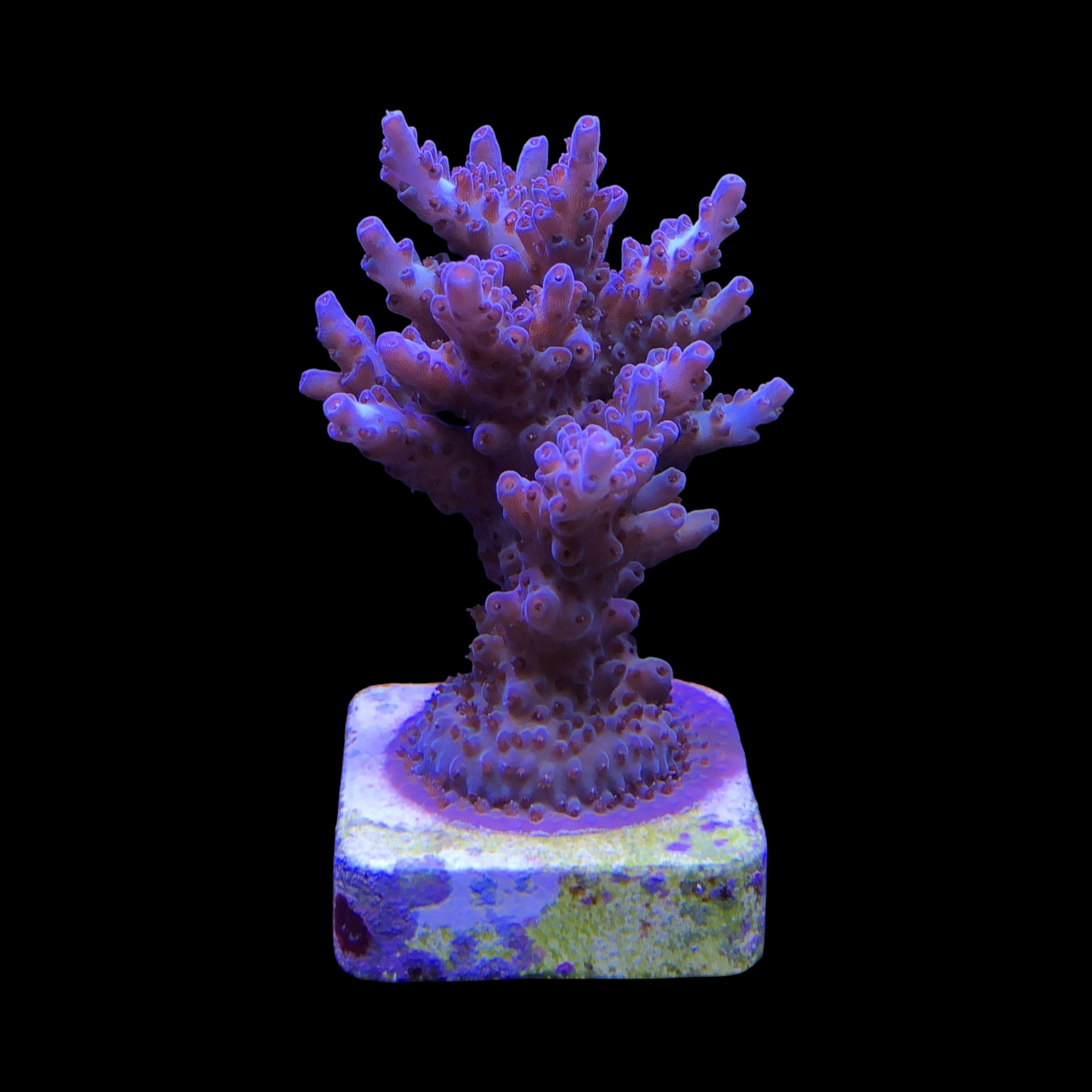 Shortcake Purple Yellow Tips M - Imagem 2