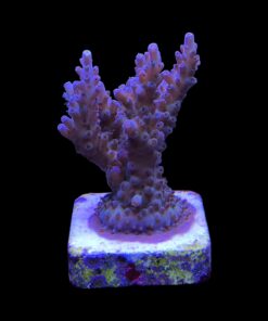 Alternative view of Shortcake Purple Yellow Tips M
