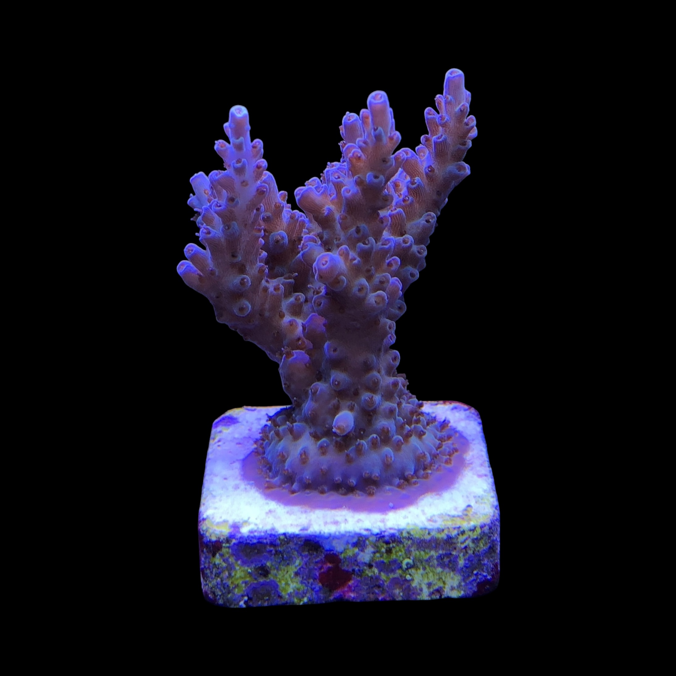 Shortcake Purple Yellow Tips M - Imagem 2