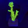 Slime Ball Anacropora G