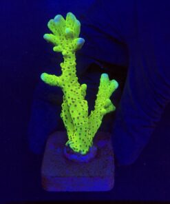 Slime Ball Anacropora G