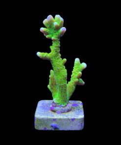 Alternative view of Slime Ball Anacropora G