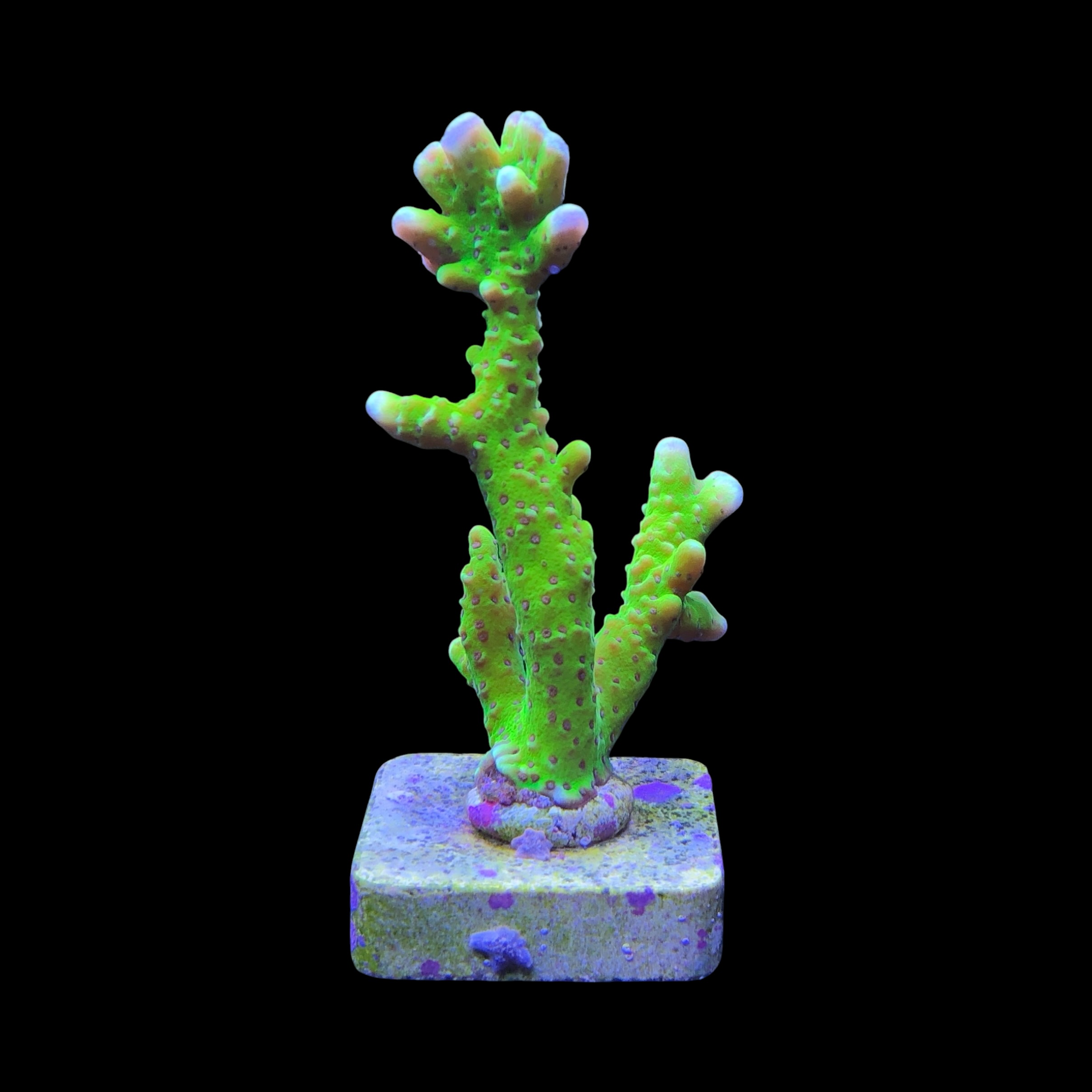 Slime Ball Anacropora G - Imagem 2