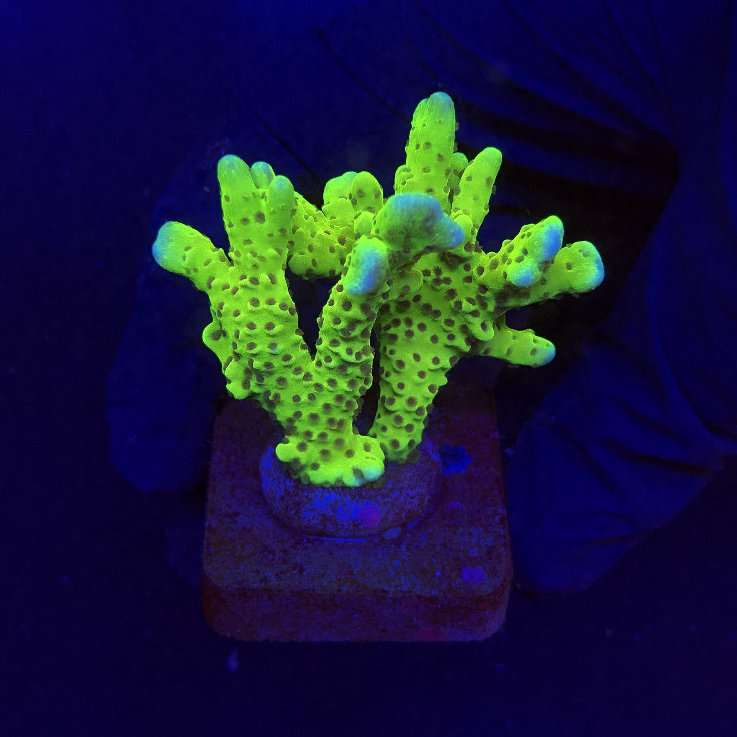 Slime Ball Anacropora M