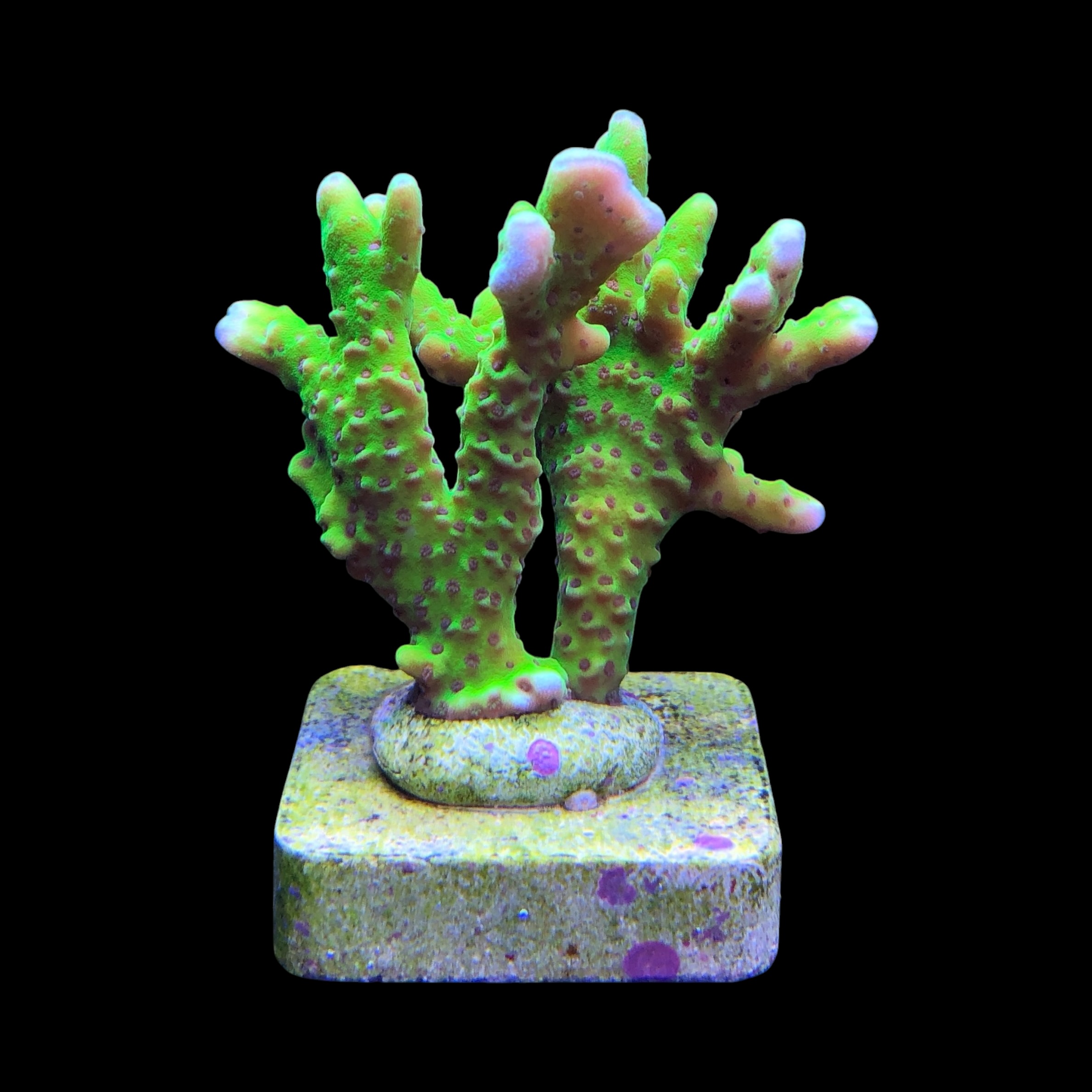Slime Ball Anacropora M - Imagem 2