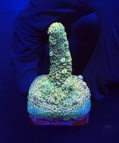Spathulata Golden M