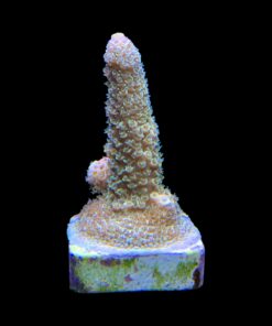 Alternative view of Spathulata Golden M