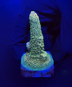 Spathulata Golden M