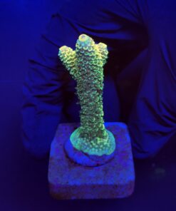 Spathulata Golden M