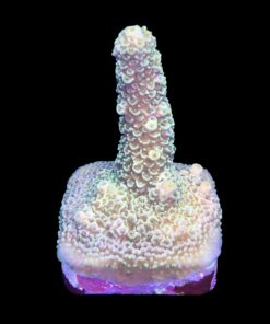 Alternative view of Spathulata Golden M