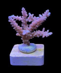 Alternative view of Strawberry Shortcake Bali M