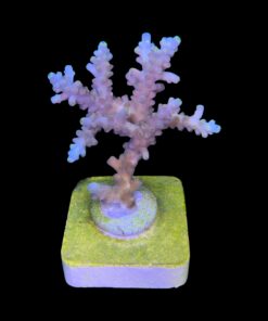 Alternative view of Strawberry Shortcake Bali G