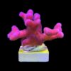 Stylophora Pink M