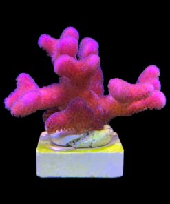 Stylophora Pink M