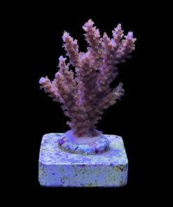 Subulata Purple M