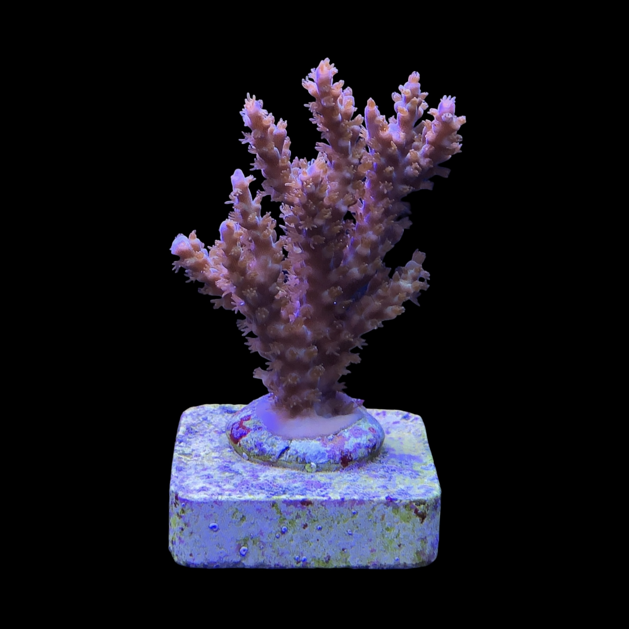 Subulata Purple M