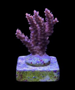 Subulata Purple M