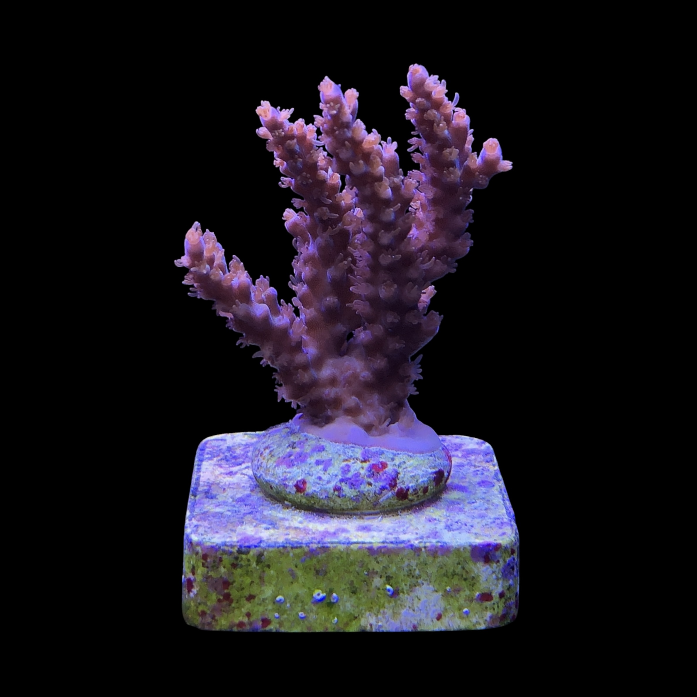 Subulata Purple M
