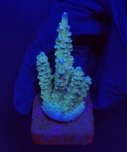 OR Tenuis Blue Ice G