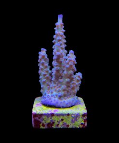 Alternative view of OR Tenuis Blue Ice G