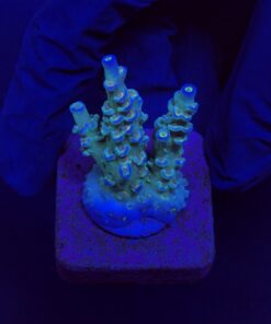 OR Tenuis Blue Ice M