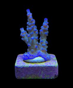 Alternative view of OR Tenuis Blue Ice M