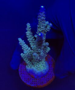 OR Tenuis Blue Ice Mini Colônia
