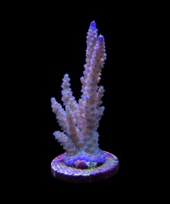 Alternative view of OR Tenuis Blue Ice Mini Colônia