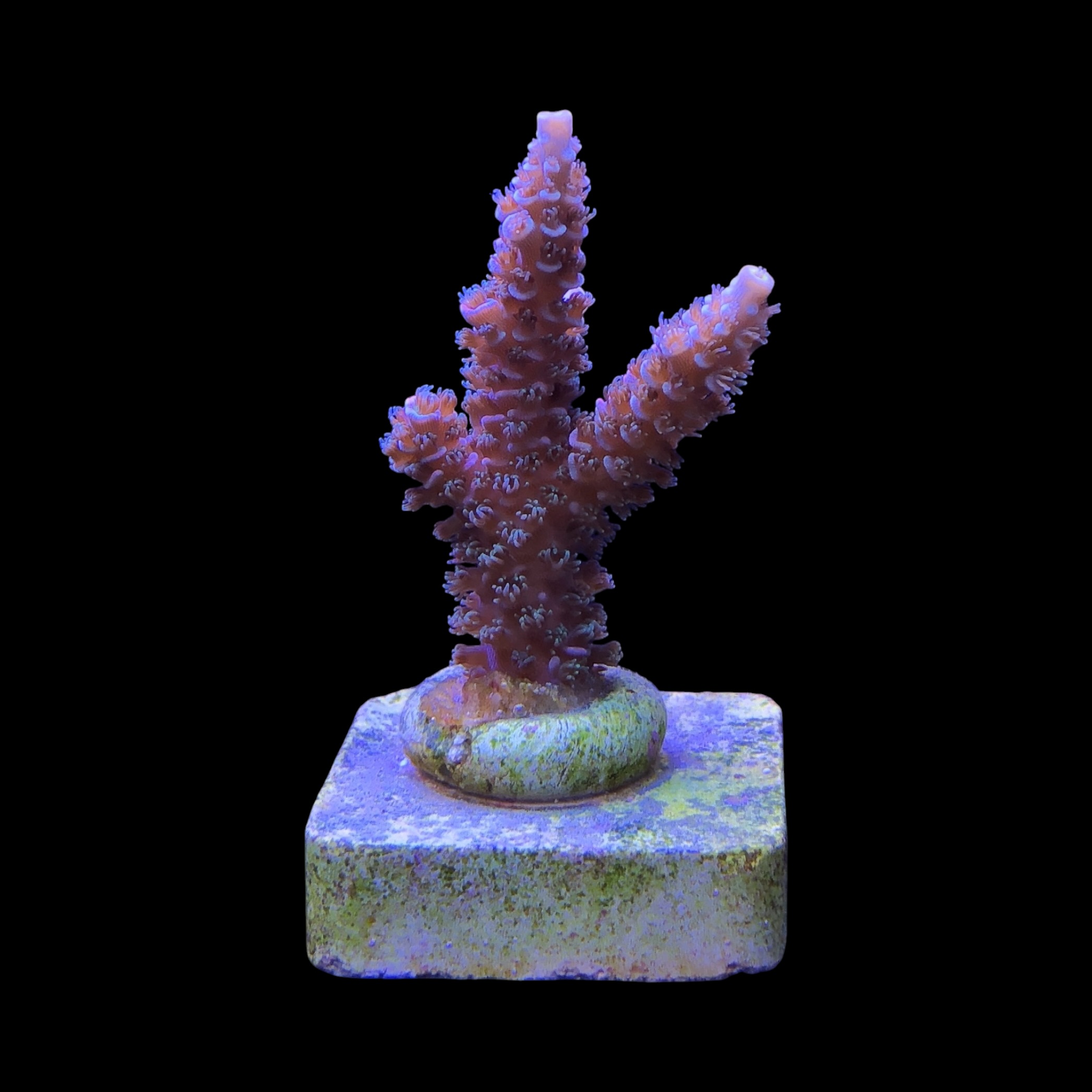 OR Tenuis Carnivation M - Imagem 2